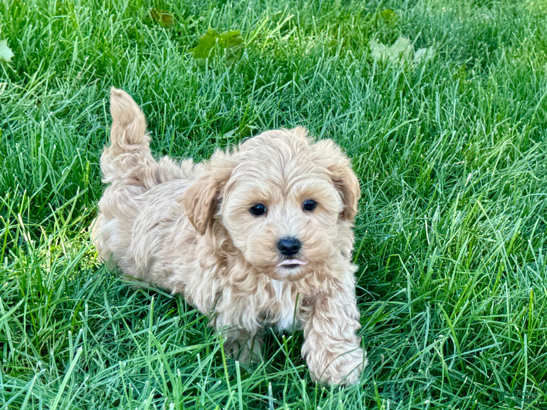 Maltipoo dogs for sale: Solomon - Image 1
