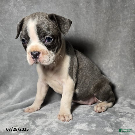 Frenchton dogs for sale - Ad 2