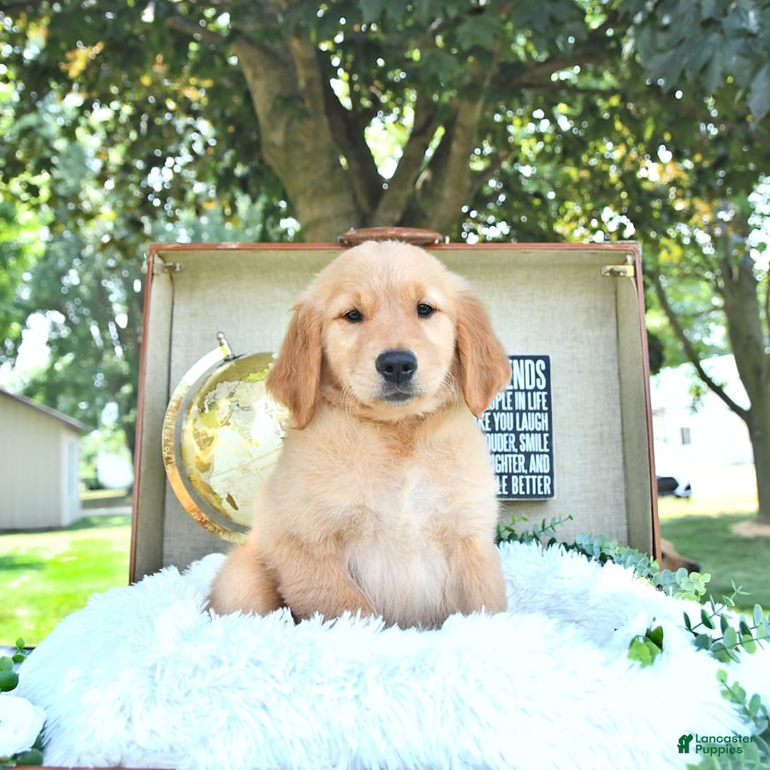 Golden Retriever dogs for sale: Alec - Image 14