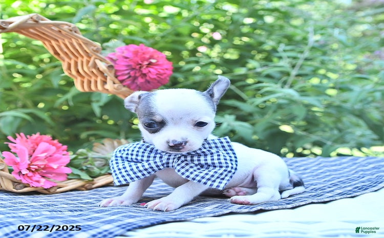 Chihuahua dogs for sale - Ad 2