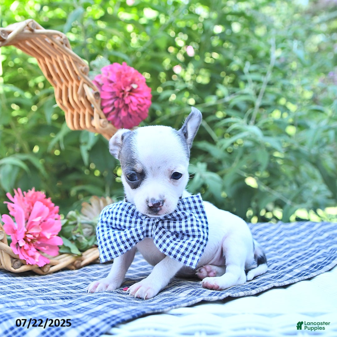 Chihuahua dogs for sale: Boston - Image 1