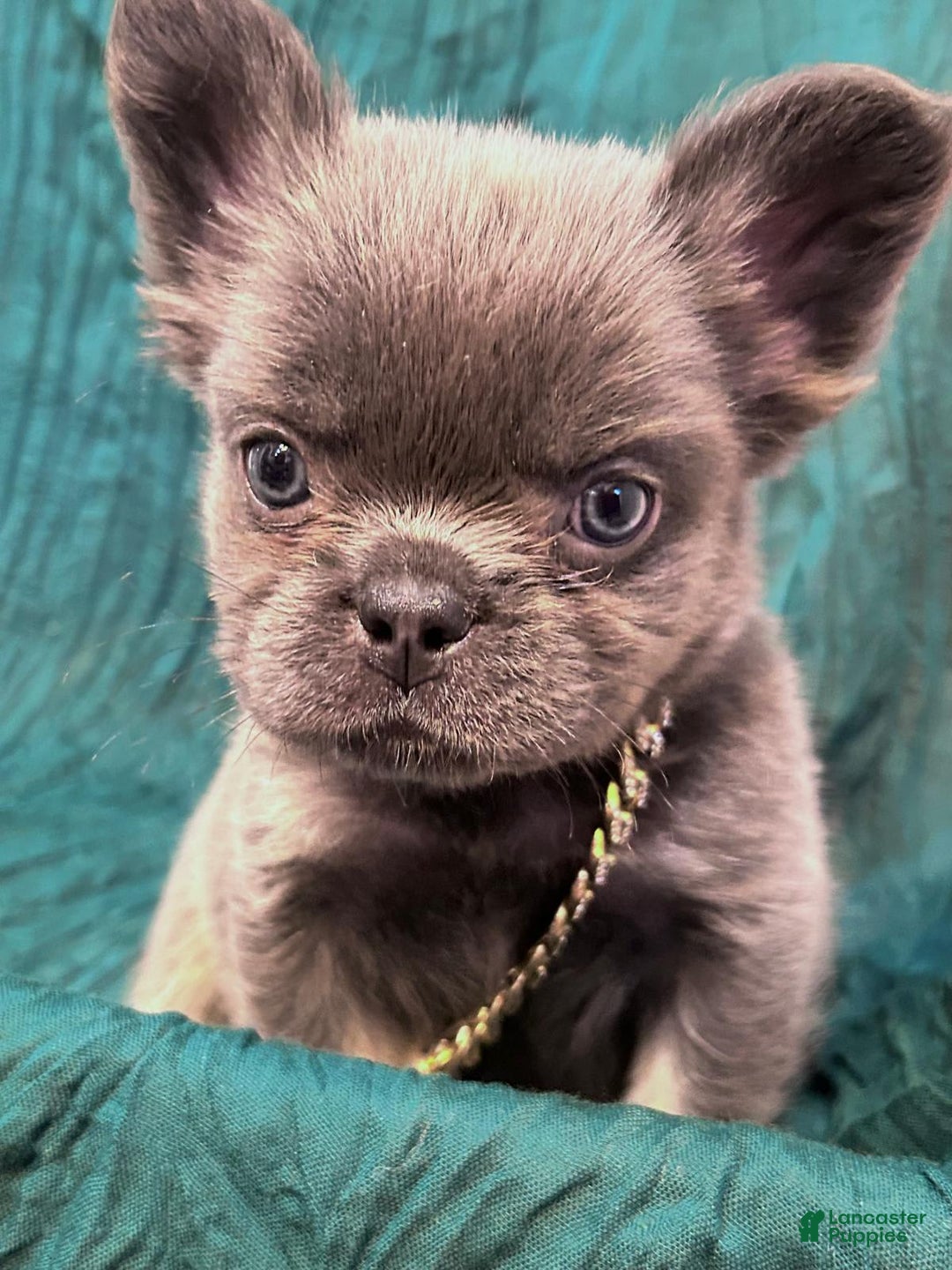 French Bulldog dogs for sale: Fluffy French Bulldog - Image 2