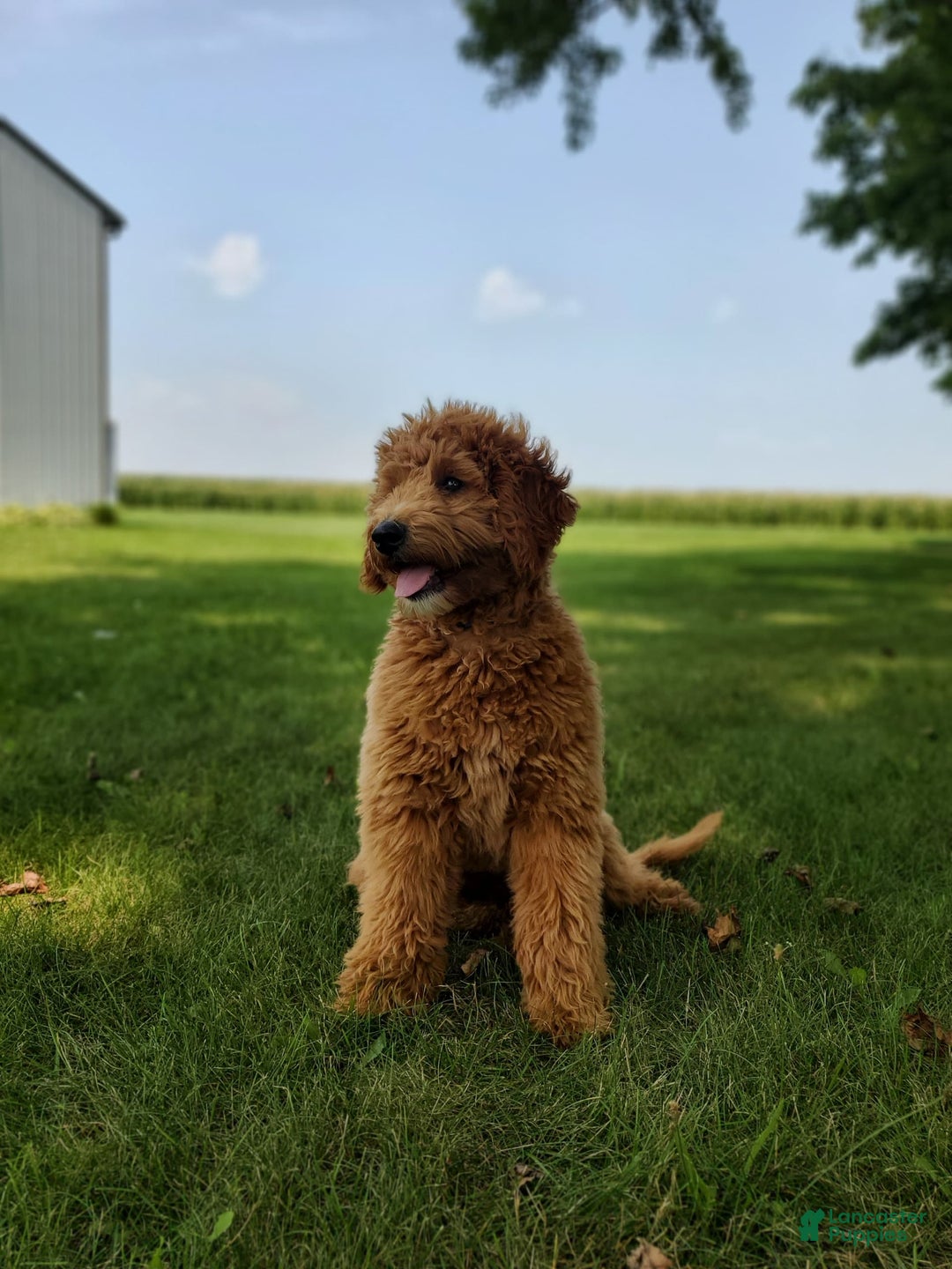 Mini Goldendoodle dogs for sale: Milo F1b - Image 25