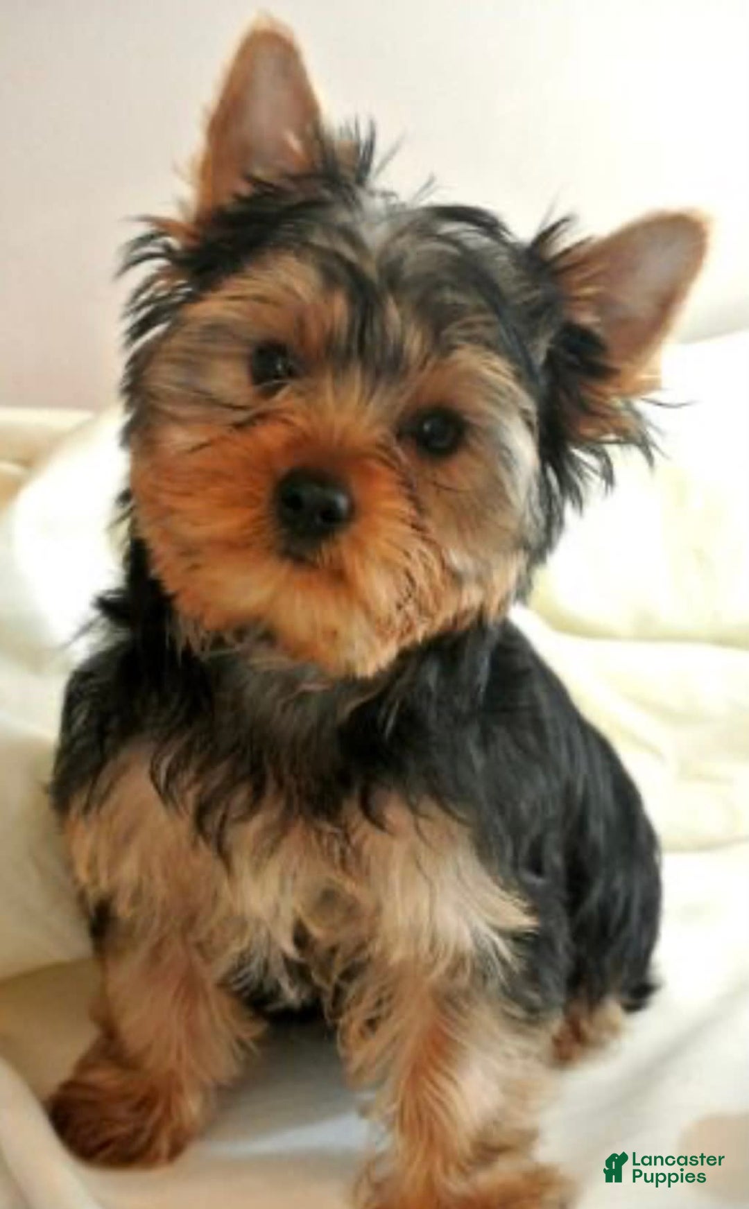 Yorkshire Terrier dogs for sale: George - Image 4