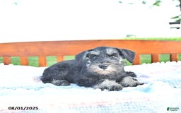 Miniature Schnauzer dogs for sale: Hellen Champion Blood - Image 6