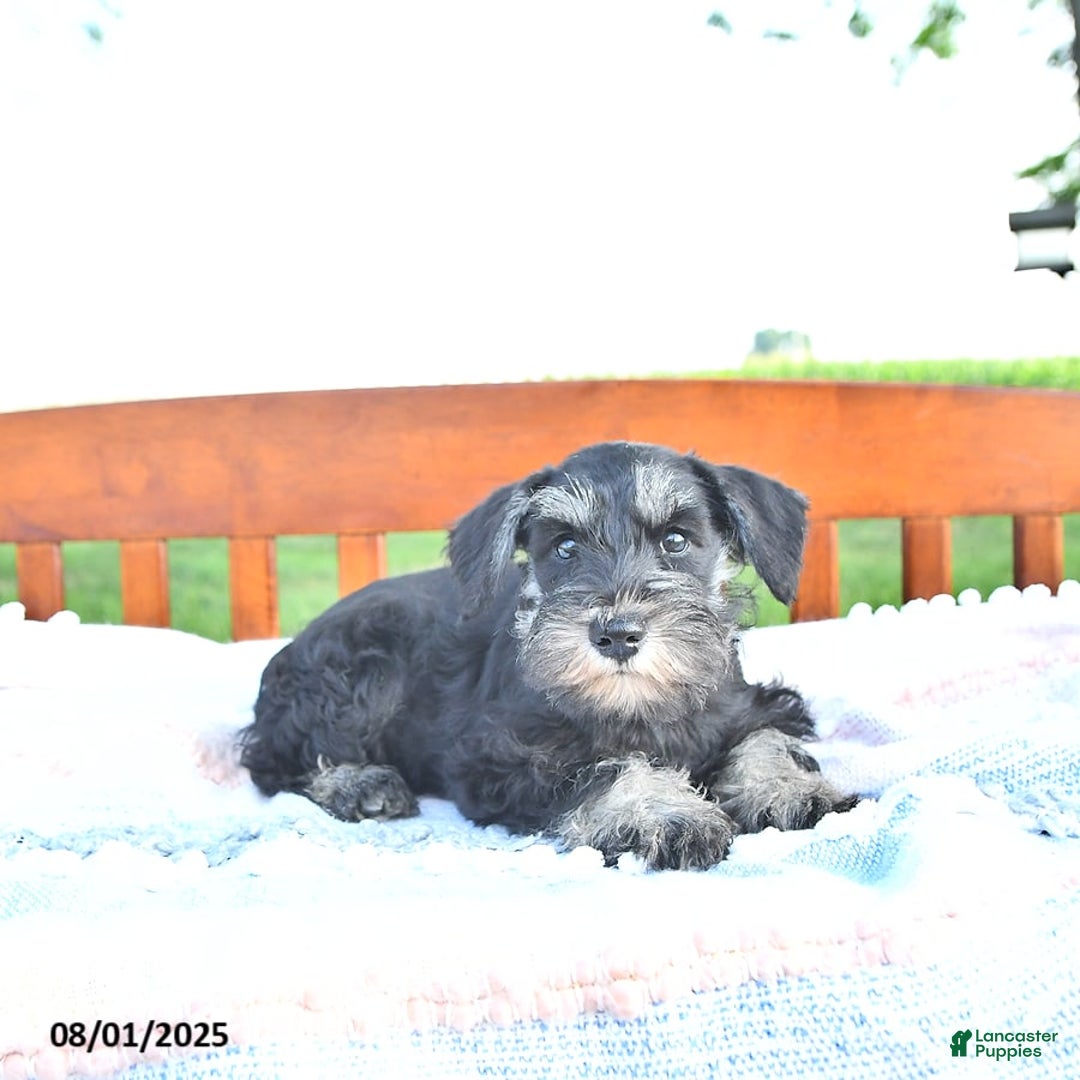 Miniature Schnauzer dogs for sale: Hellen Champion Blood - Image 6