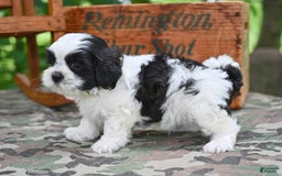 Shih Tzu dogs for sale: Max - Image 6