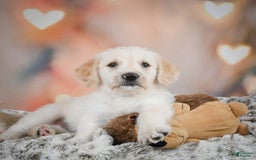 Goldendoodle dogs for sale: Roxie - Image 8