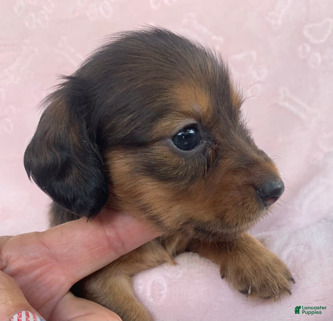 Miniature Dachshund dogs for sale: Baby Callie - Image 9