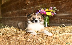 Shetland Sheepdog dogs for sale: Ranger - Image 1