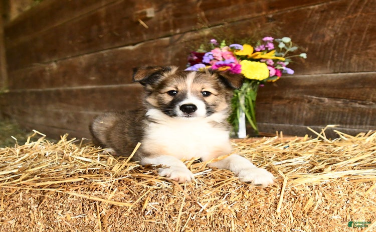 Shetland Sheepdog dogs for sale - Ad 5
