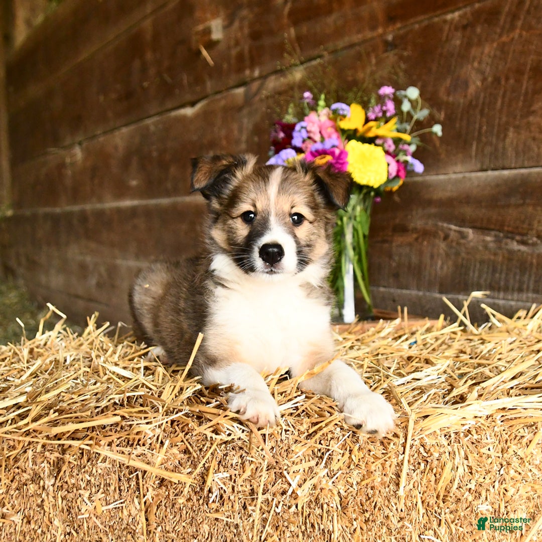 Shetland Sheepdog dogs for sale: Ranger - Image 1