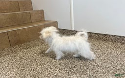 Maltipoo dogs for sale: Tina - Image 5