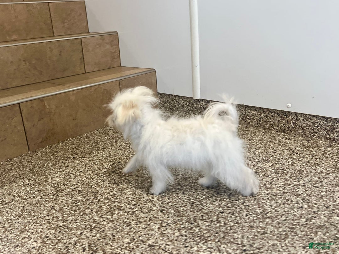 Maltipoo dogs for sale: Tina - Image 5