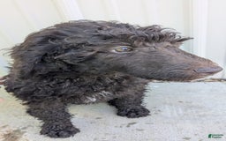 Standard Poodle dogs for sale: Peanut - Image 7