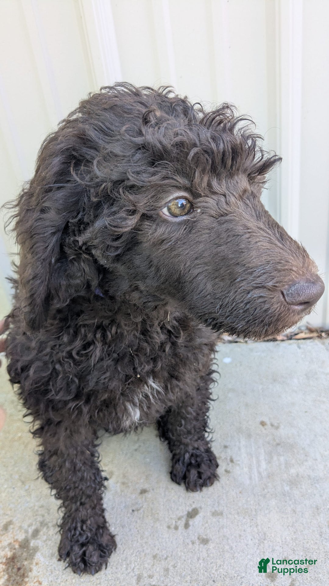 Standard Poodle dogs for sale: Peanut - Image 7