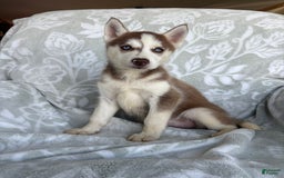 Siberian Husky dogs for sale: Bonnie - Image 3
