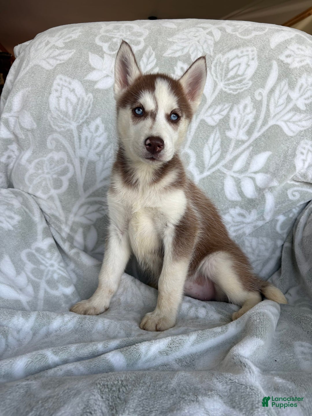 Siberian Husky dogs for sale: Bonnie - Image 3