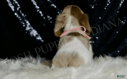 Miniature Dachshund dogs for sale: Lollipop - Image 6