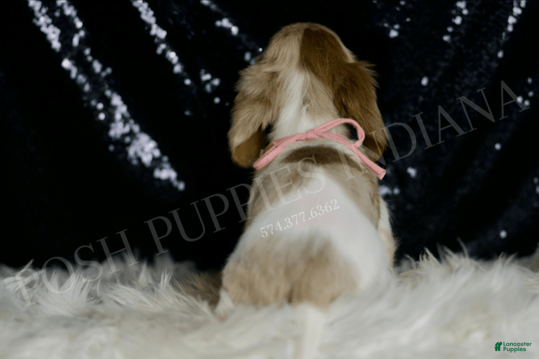 Miniature Dachshund dogs for sale: Lollipop - Image 6