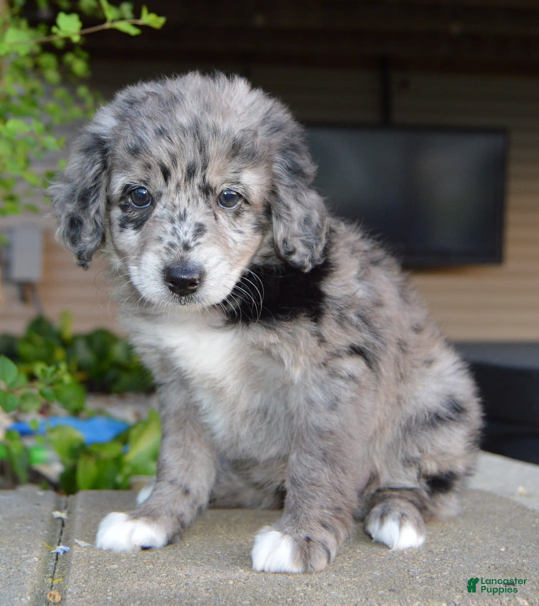 Mini Aussiedoodle dogs for sale: Mini Angel - Image 4