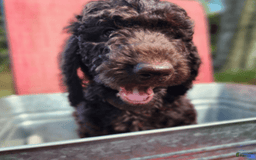 Goldendoodle dogs for sale: Dutch - Image 7