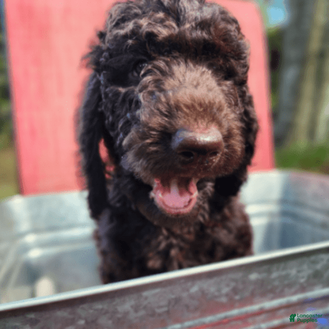 Goldendoodle dogs for sale: Dutch - Image 7