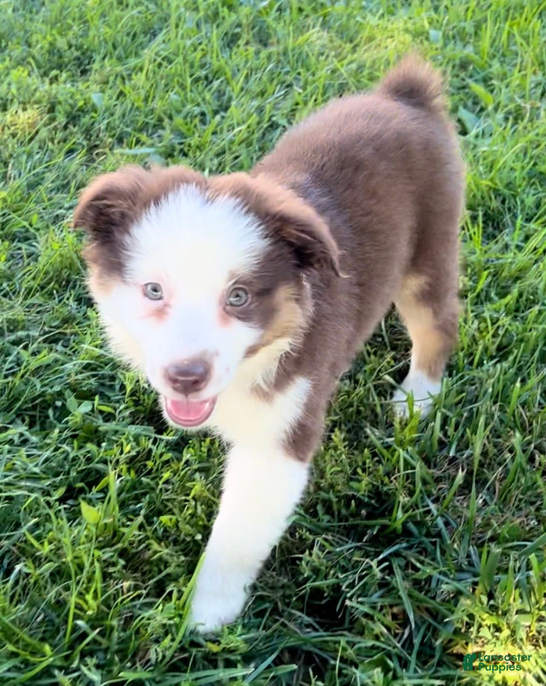 Australian Shepherd dogs for sale: Australian Shepherd 3 puppies - Image 2
