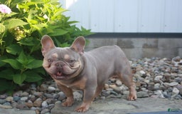 French Bulldog dogs for sale: Arlo - Image 14