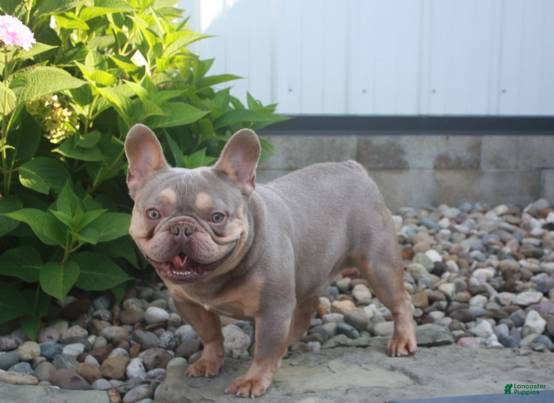 French Bulldog dogs for sale: Arlo - Image 14