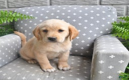 Labrador Retriever dogs for sale: Labrador Retriever 6 puppies - Image 8