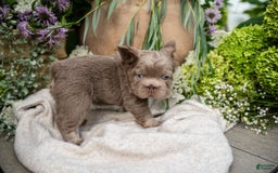 French Bulldog dogs for sale: Pearl - Image 4