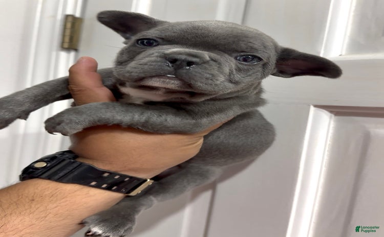 French Bulldog dogs for sale - Ad 4