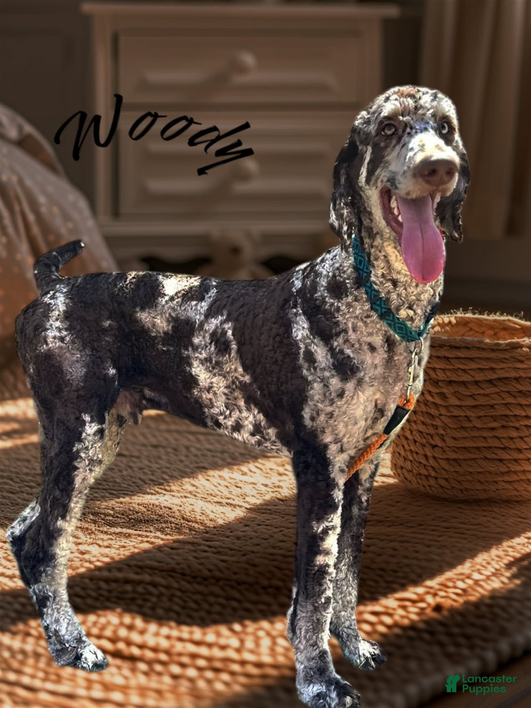 Bernedoodle dogs for sale: Honey - Image 3