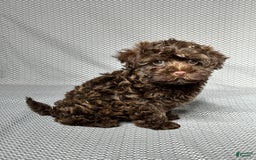 Havapoo dogs for sale: Havapoo 5 puppies - Image 14