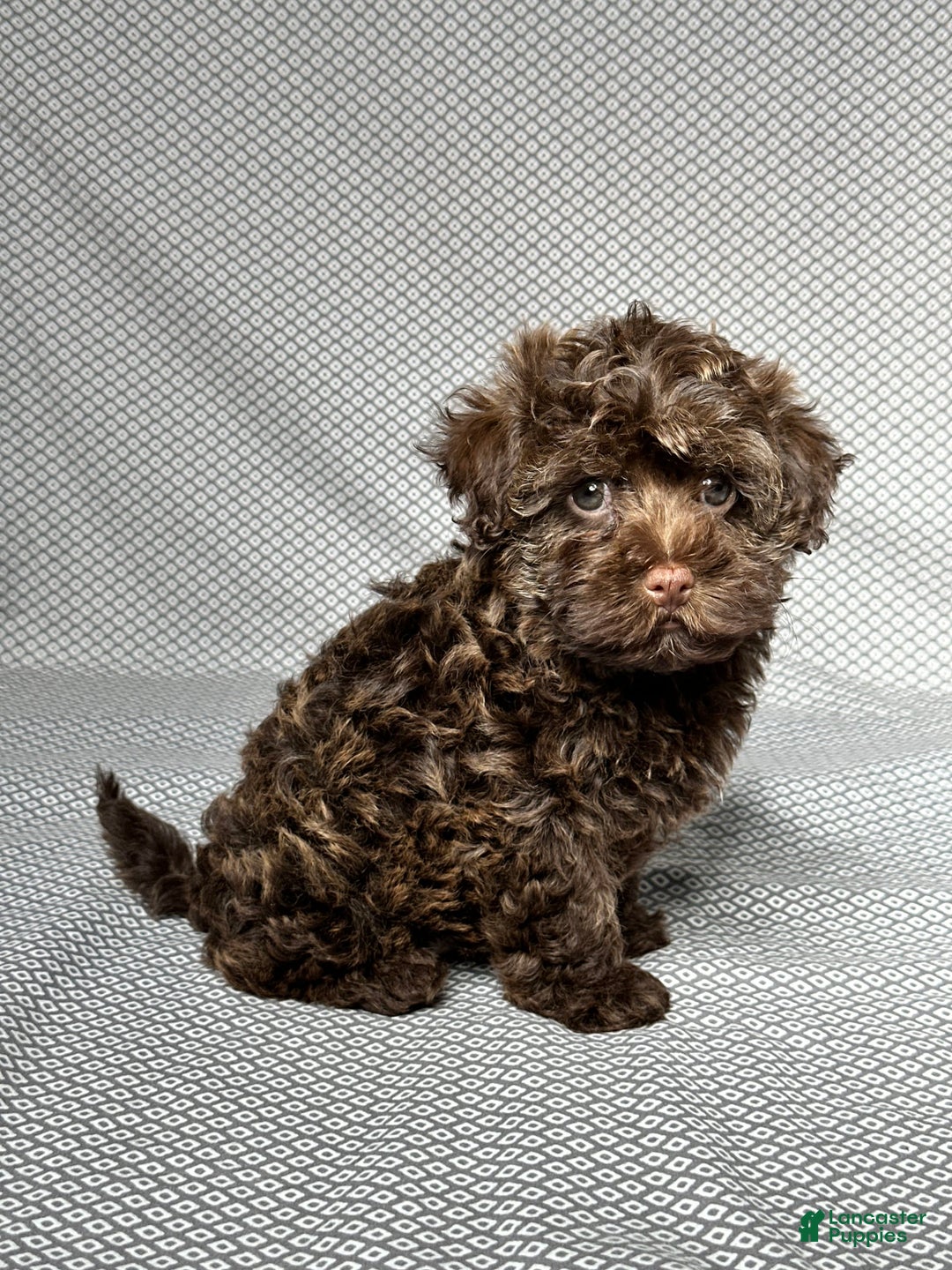 Havapoo dogs for sale: Havapoo 5 puppies - Image 14