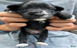 Miniature Schnauzer dogs for sale: Ellie - Image 6