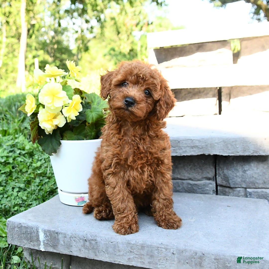 Miniature Poodle dogs for sale: Elmer - Image 3