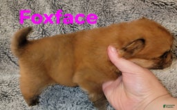 Chow Chow dogs for sale: Foxface - Image 2