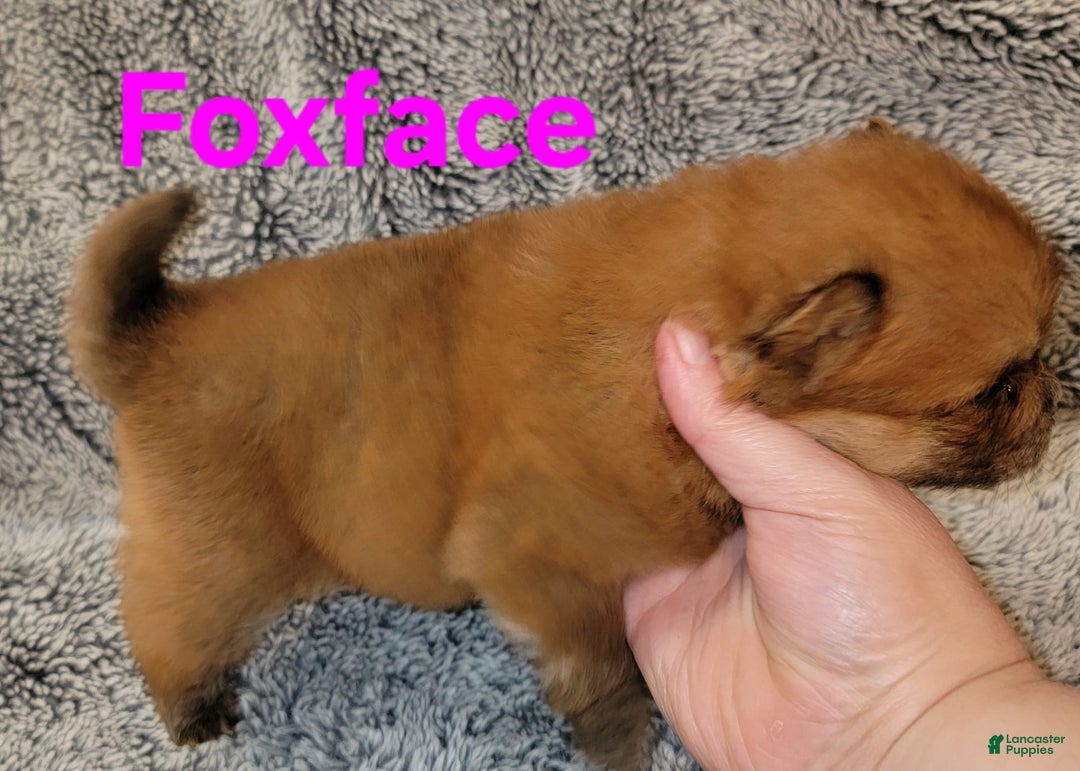 Chow Chow dogs for sale: Foxface - Image 2