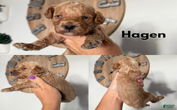 Cavapoo dogs for sale: Hagen - Image 2