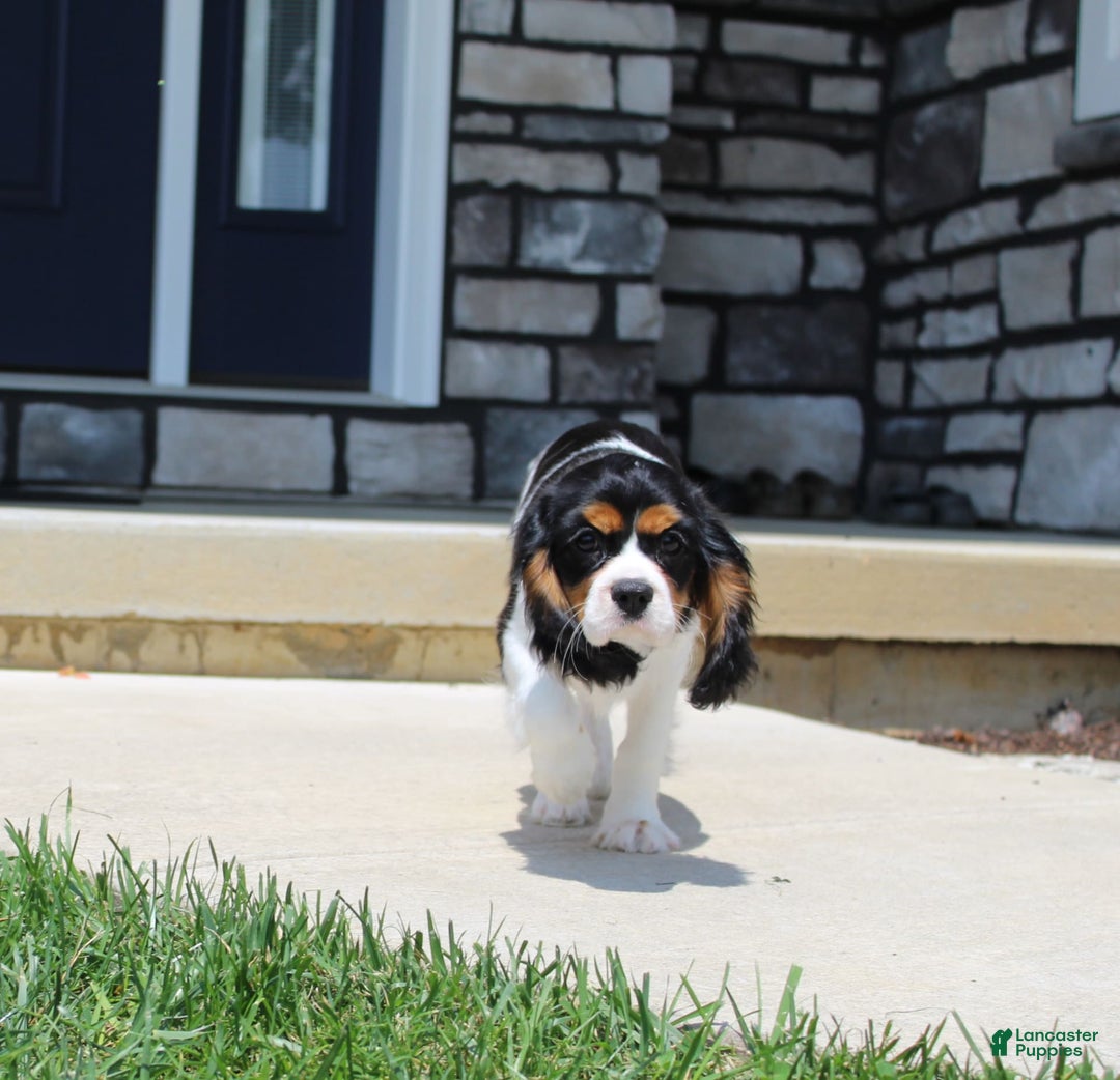 Cavalier King Charles Spaniel dogs for sale: Toby - Image 6