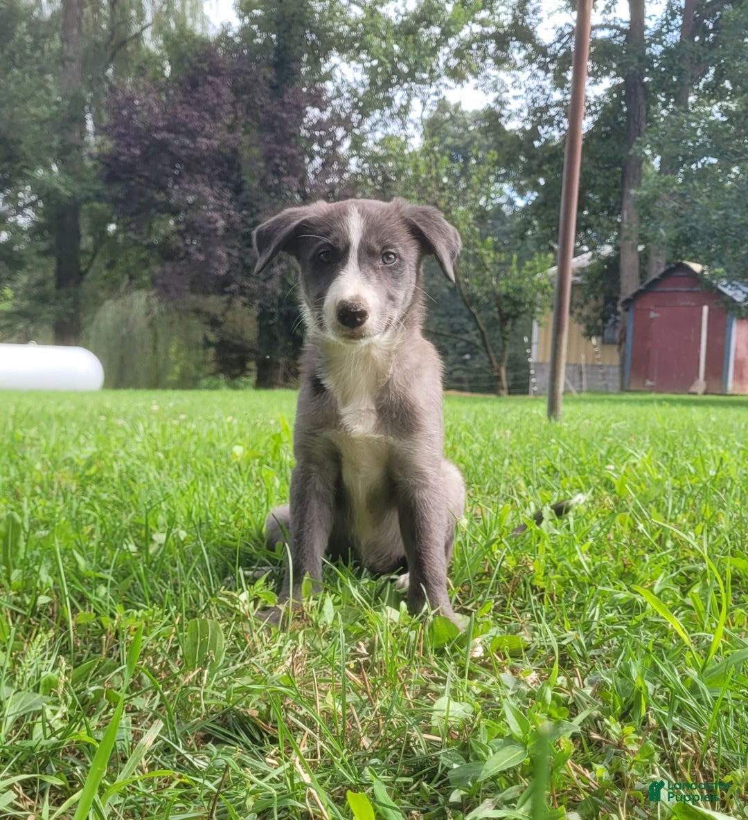 Border Collie dogs for sale: Bethany - Image 1