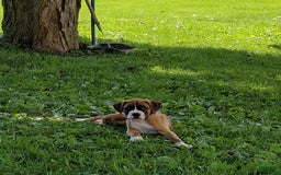 Boxer dogs for sale: Rocket - Image 2