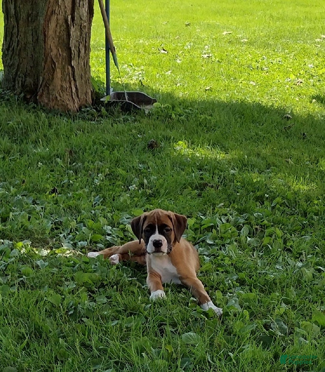 Boxer dogs for sale: Rocket - Image 2