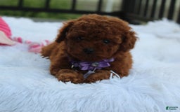 Toy Poodle dogs for sale: Honey - Image 18
