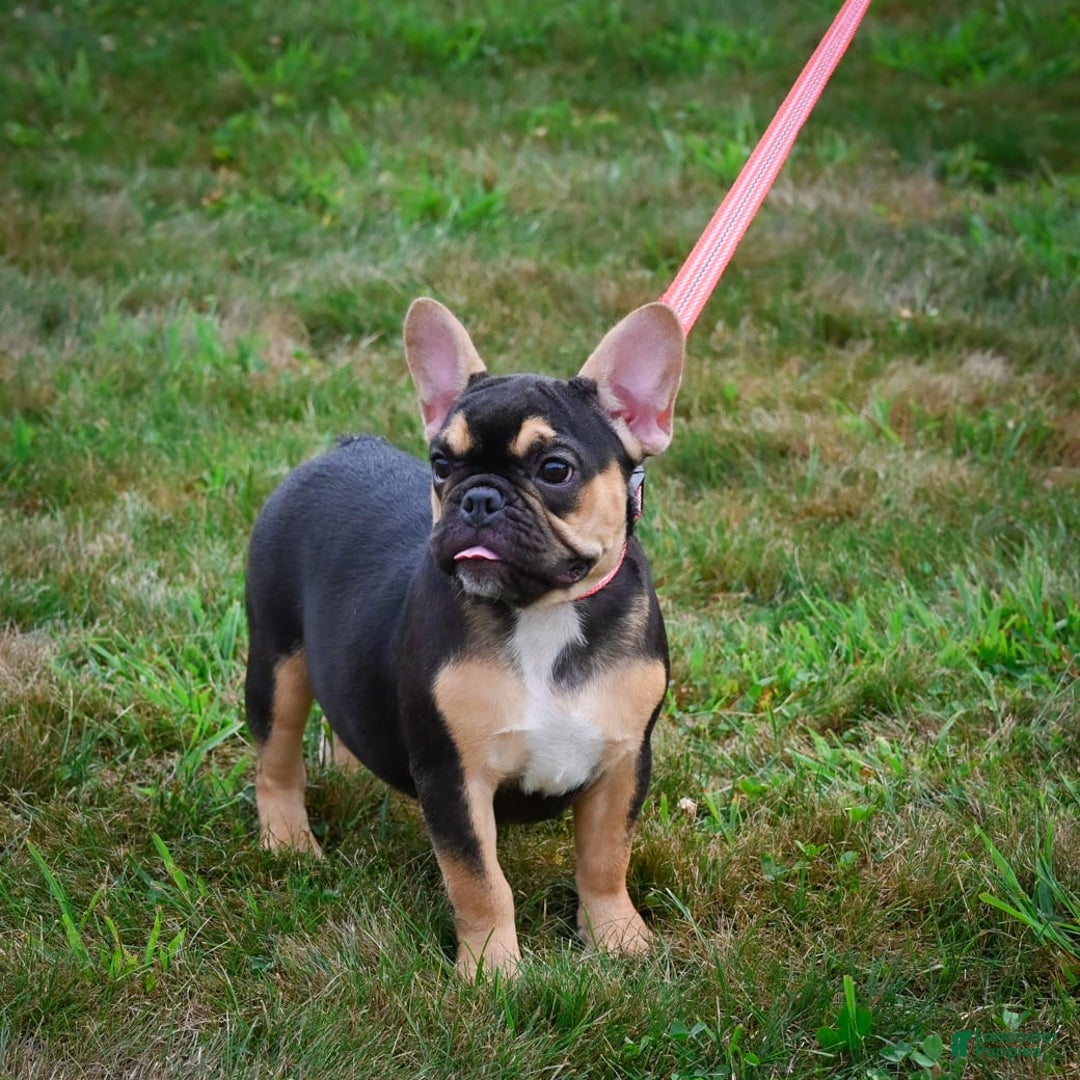 French Bulldog dogs for sale: Princess - Image 5