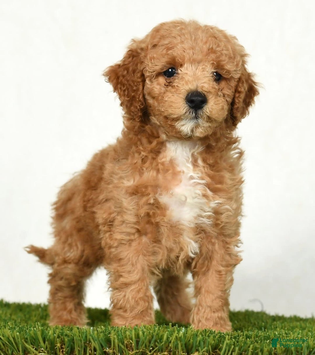 Mini Goldendoodle dogs for sale: Dallas - Image 4