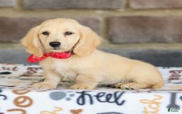 Miniature Dachshund dogs for sale: Tucker - Image 8