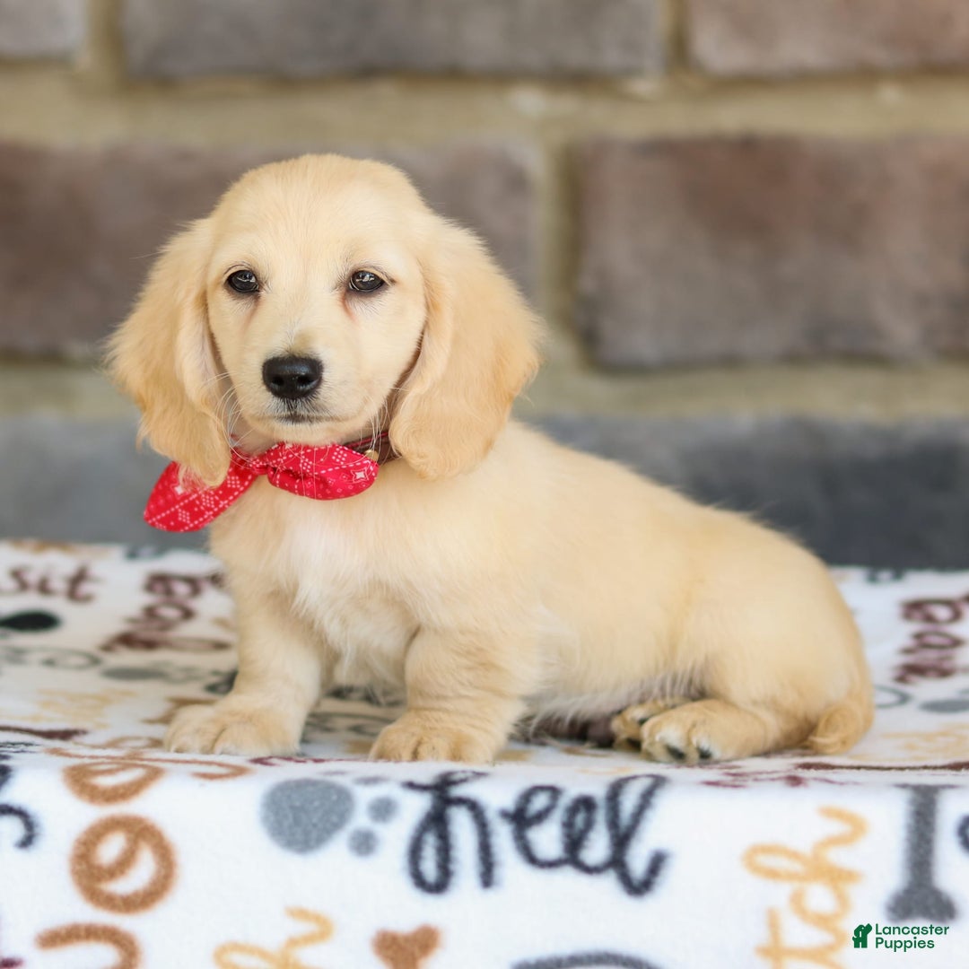 Miniature Dachshund dogs for sale: Tucker - Image 8